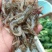 野生小虾公