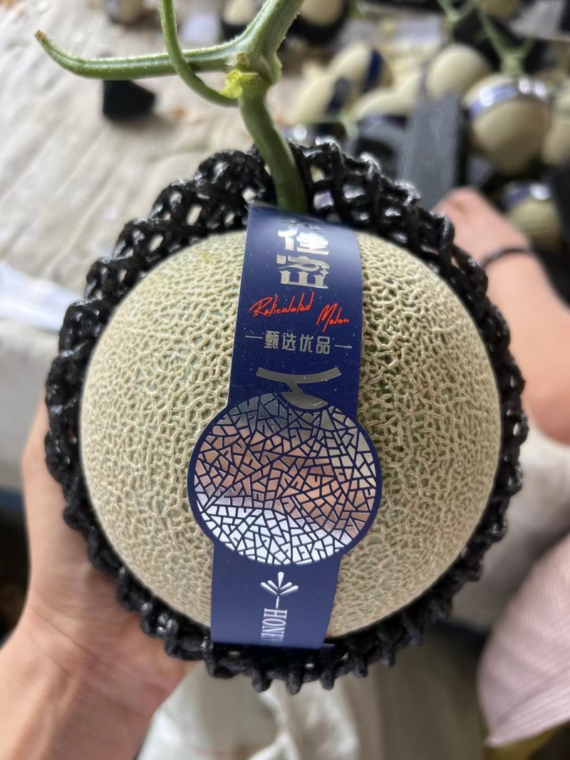 网纹瓜鲁厚甜蜜瓜莘县香瓜甜瓜产地直供对接商超市场平台
