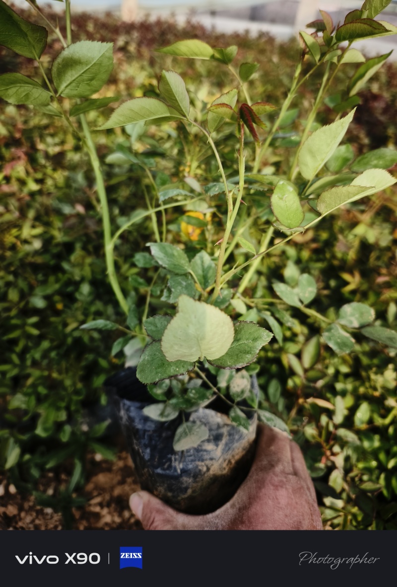 丰花月季，耐寒植物，粉色红花，绿化工程，庭院绿化