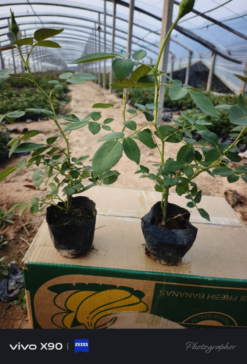丰花月季，耐寒植物，粉色红花，绿化工程，庭院绿化