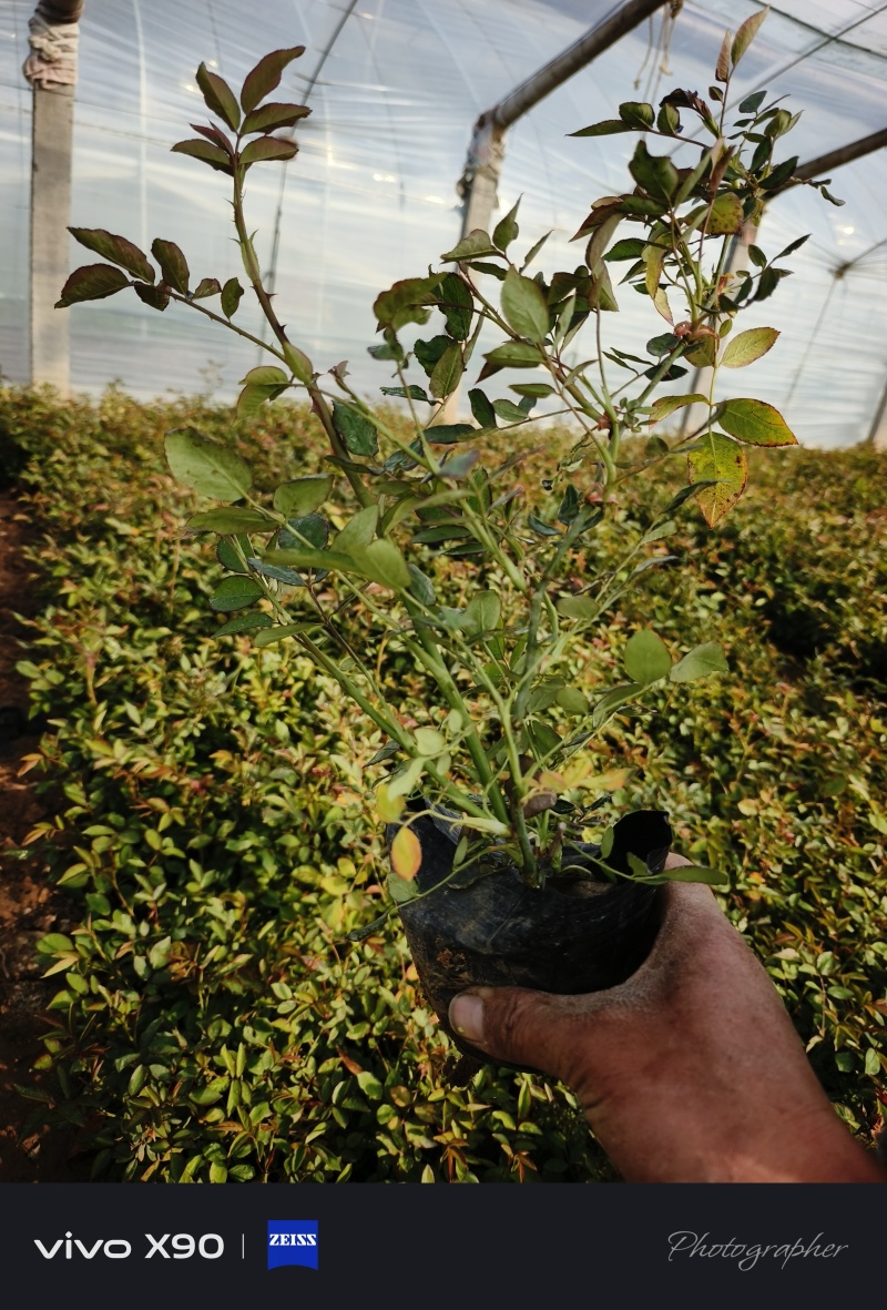 丰花月季，耐寒植物，粉色红花，绿化工程，庭院绿化
