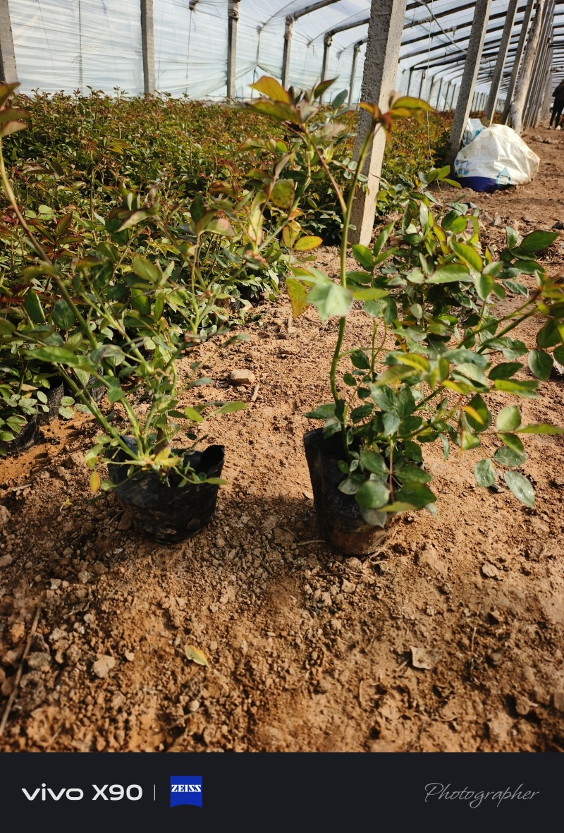 丰花月季，耐寒植物，粉色红花，绿化工程，庭院绿化