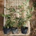 丰花月季，耐寒植物，粉色红花，绿化工程，庭院绿化