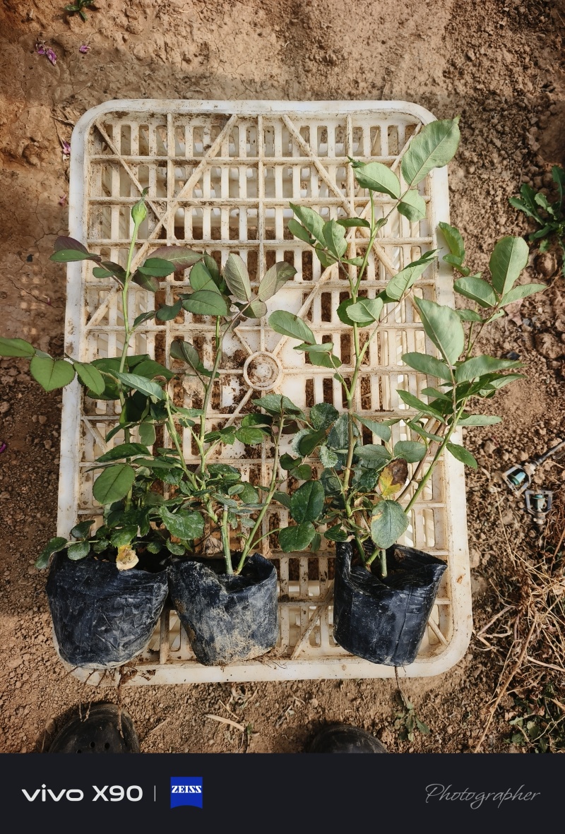丰花月季，耐寒植物，粉色红花，绿化工程，庭院绿化