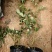 丰花月季，耐寒植物，粉色红花，绿化工程，庭院绿化