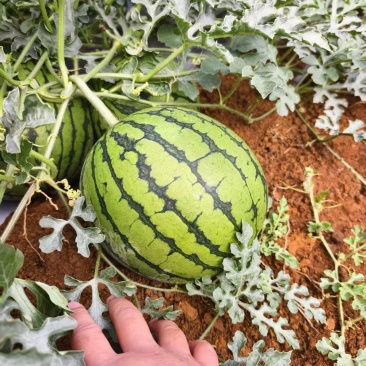 《热卖推荐》云南德宏特小凤黄瓤西瓜/市场货/产地一手货源