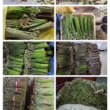 贵州蕨菜甜蕨苦蕨青蕨