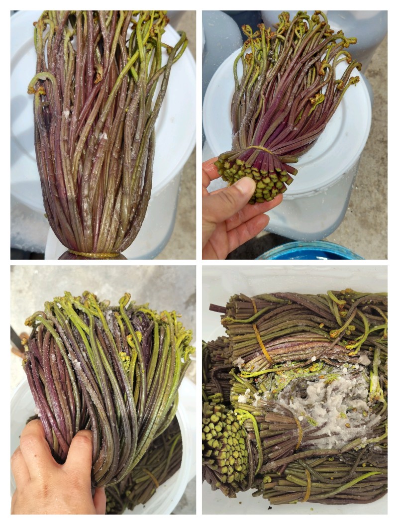 贵州蕨菜甜蕨苦蕨青蕨
