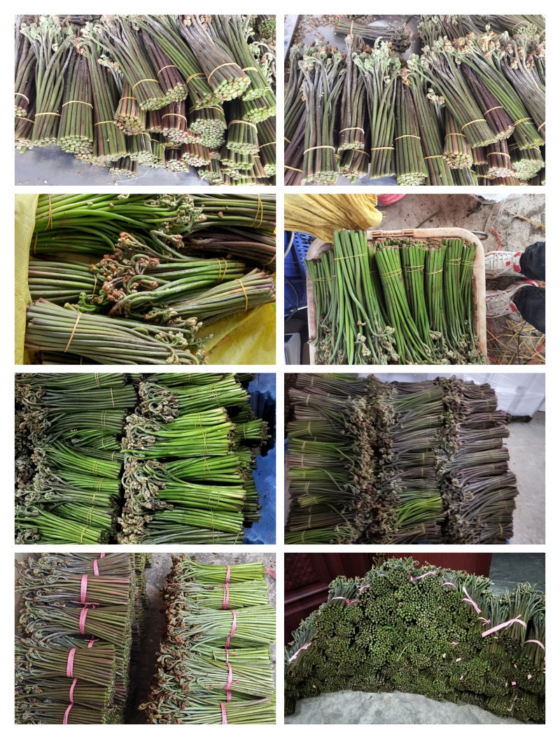 贵州蕨菜甜蕨苦蕨青蕨
