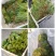 贵州蕨菜甜蕨苦蕨青蕨