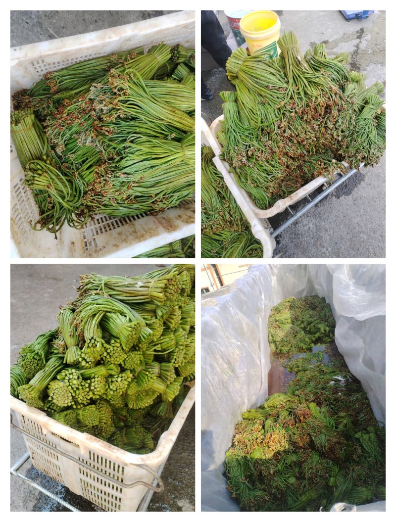 贵州蕨菜甜蕨苦蕨青蕨