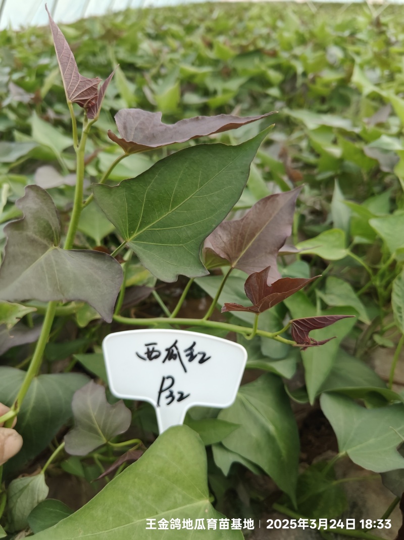 试管扩繁大田西瓜红、成活率高结薯早，品相好，基地直供。