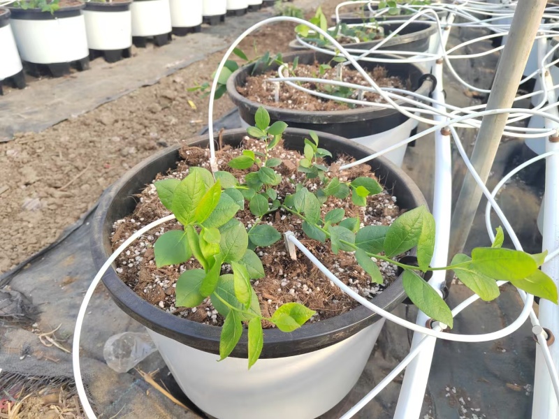 推荐蓝莓基质酸性基质蓝莓专用栽培基质盆栽基质
