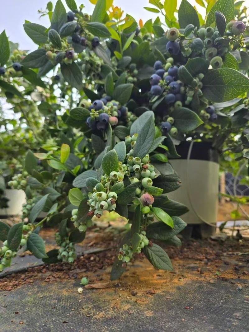 推荐蓝莓基质酸性基质蓝莓专用栽培基质盆栽基质