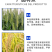 70%噻虫嗪蓟马蚜虫白粉水稻飞虱潜叶蛾地下蛆害果树麦杀虫