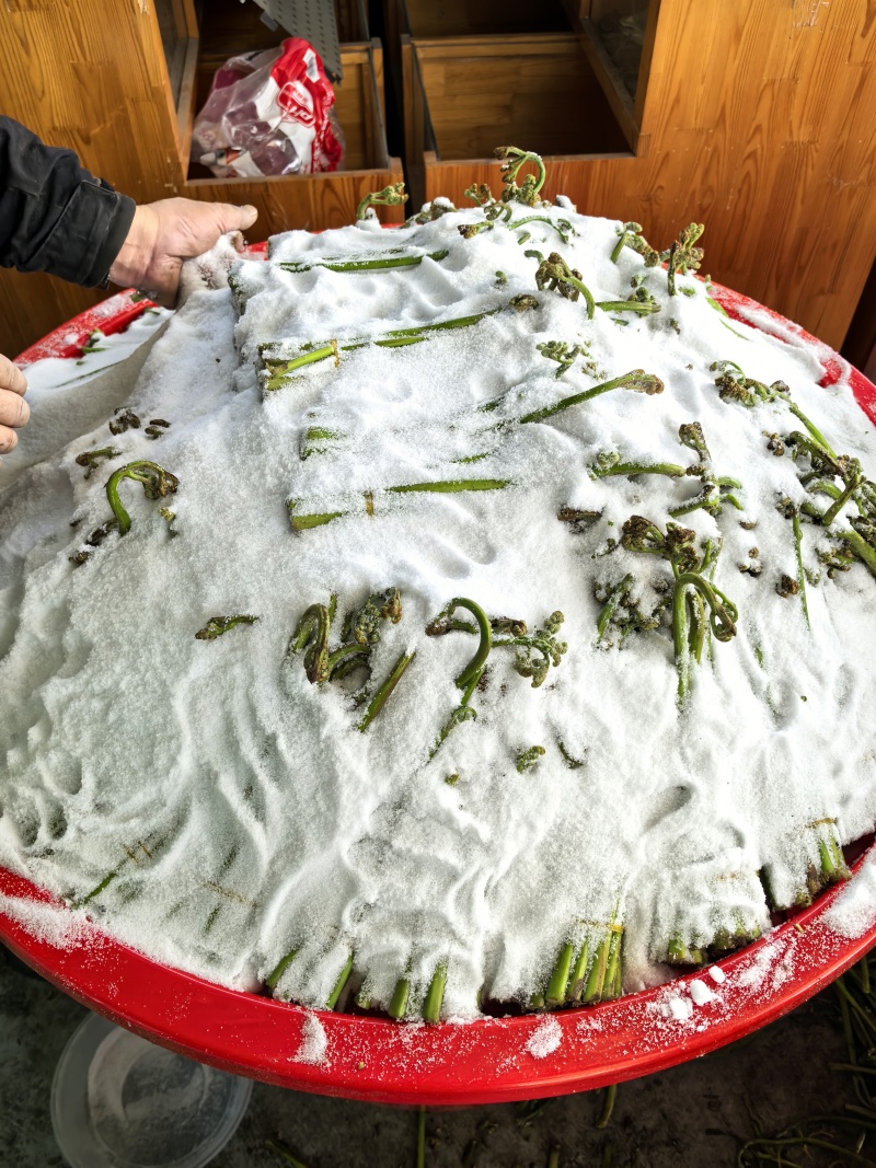 【泡菜】贵州青蕨苦蕨盐渍蕨菜大量供应