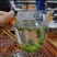 茶叶