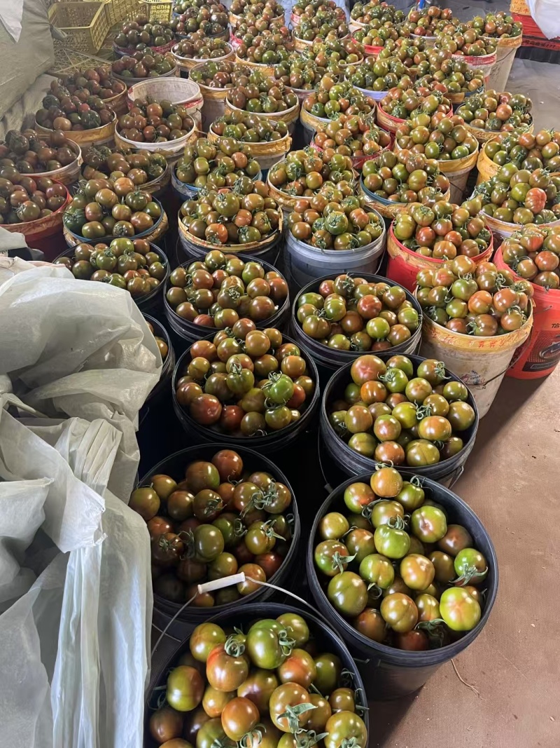 黑咖啡番茄，直接打电话，平台无法聊天