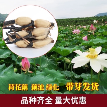 莲藕苗种食用莲藕高产种根苗脆藕粉藕荷花莲藕苗
