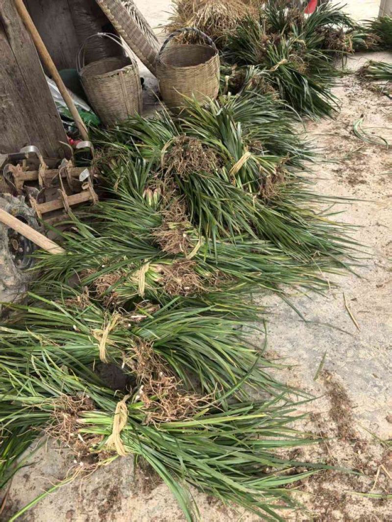 石菖蒲：优良石菖蒲：一年四季都可栽培