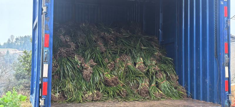 石菖蒲：优良石菖蒲：一年四季都可栽培