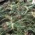 石菖蒲：优良石菖蒲：一年四季都可栽培