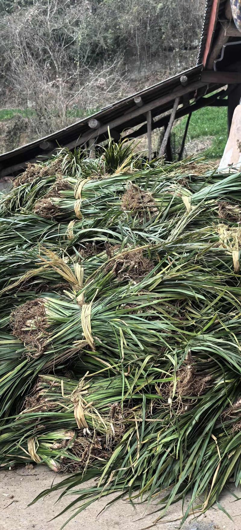石菖蒲：优良石菖蒲：一年四季都可栽培