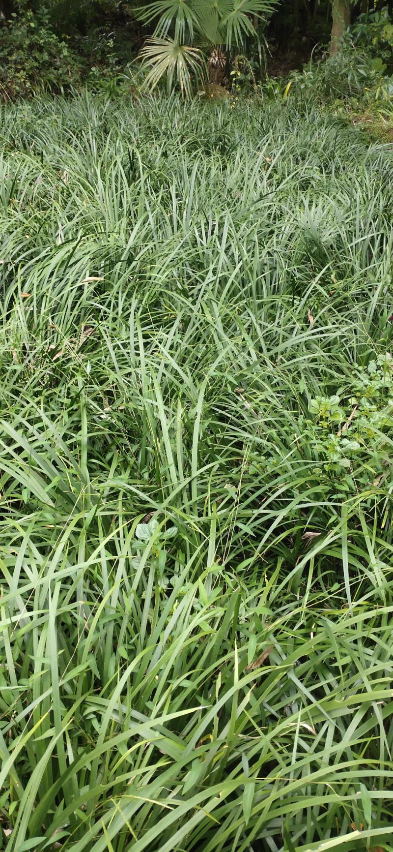 石菖蒲：优良石菖蒲：一年四季都可栽培