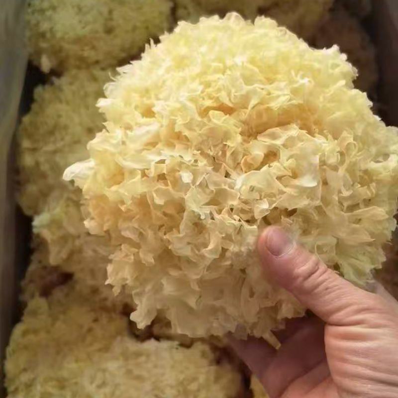 一手货源银耳，量大从优，对接全国市场品质好价格美丽