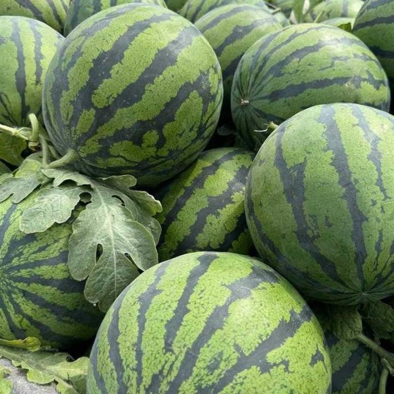 陕西精品美都西瓜产地货源充足包熟包甜全国发货欢迎电话联系