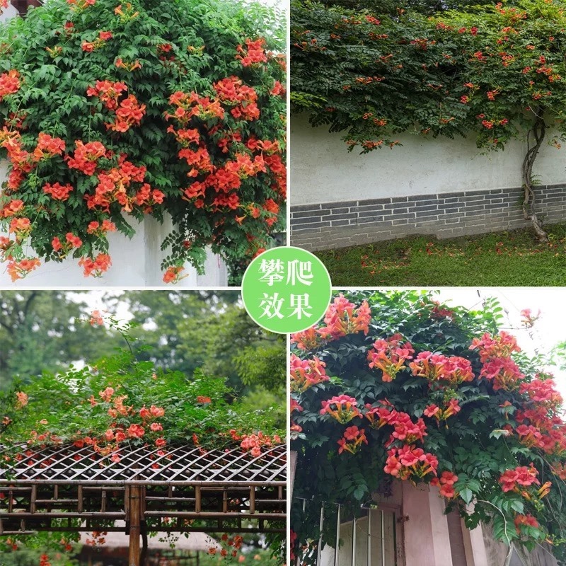凌霄花苗别墅庭院耐寒风景树盆栽爬藤开花植物苗