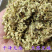 槐花1公斤天然纯新鲜野生干槐花槐花