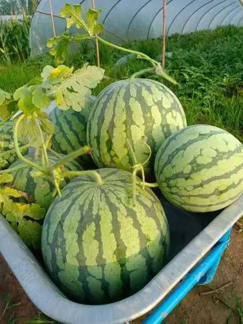 陕西精品美都西瓜产地货源充足包熟包甜全国发货欢迎电话联系
