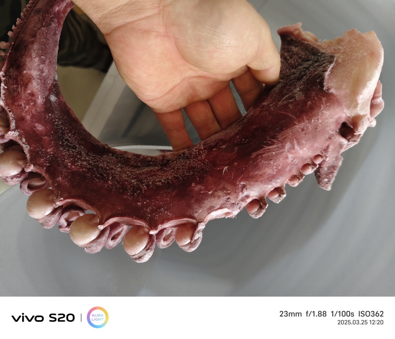 大章鱼足