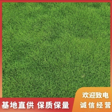 天津草坪草，优先合作北京，天津，河北不超过300公里