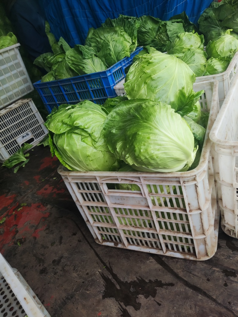 精品甘蓝，产地直发