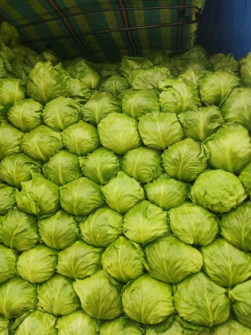 精品甘蓝，产地直发