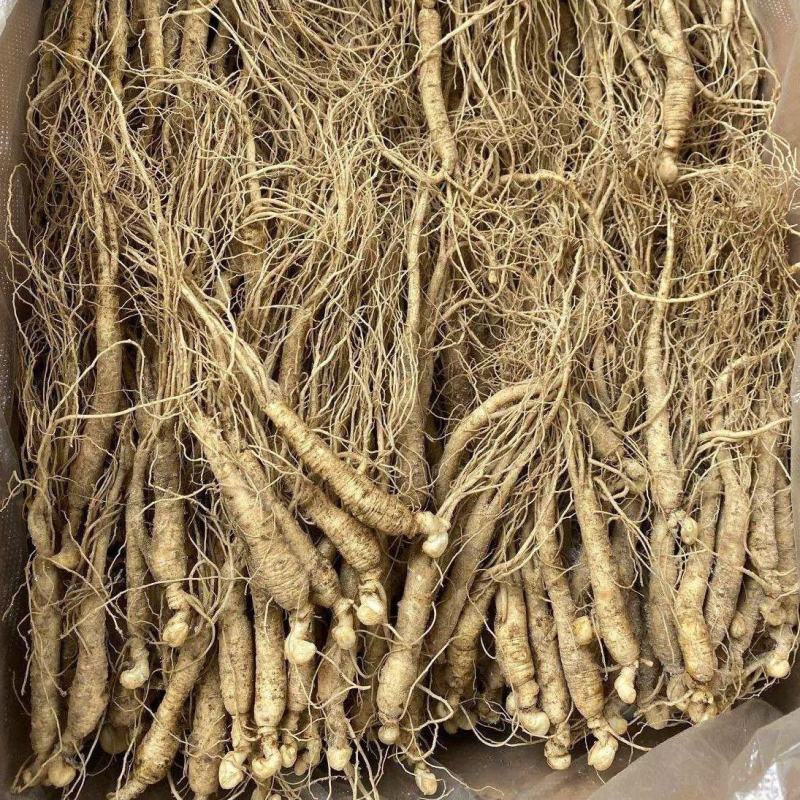 长白山人参苗盆栽地栽室内室外人参栽可食用人参种苗当年开花