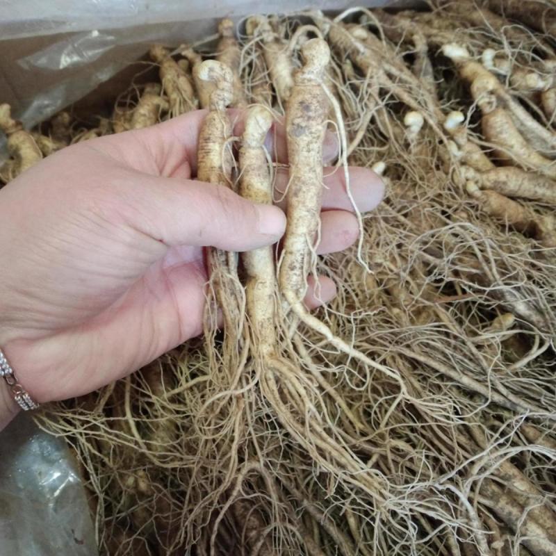 长白山人参苗盆栽地栽室内室外人参栽可食用人参种苗当年开花