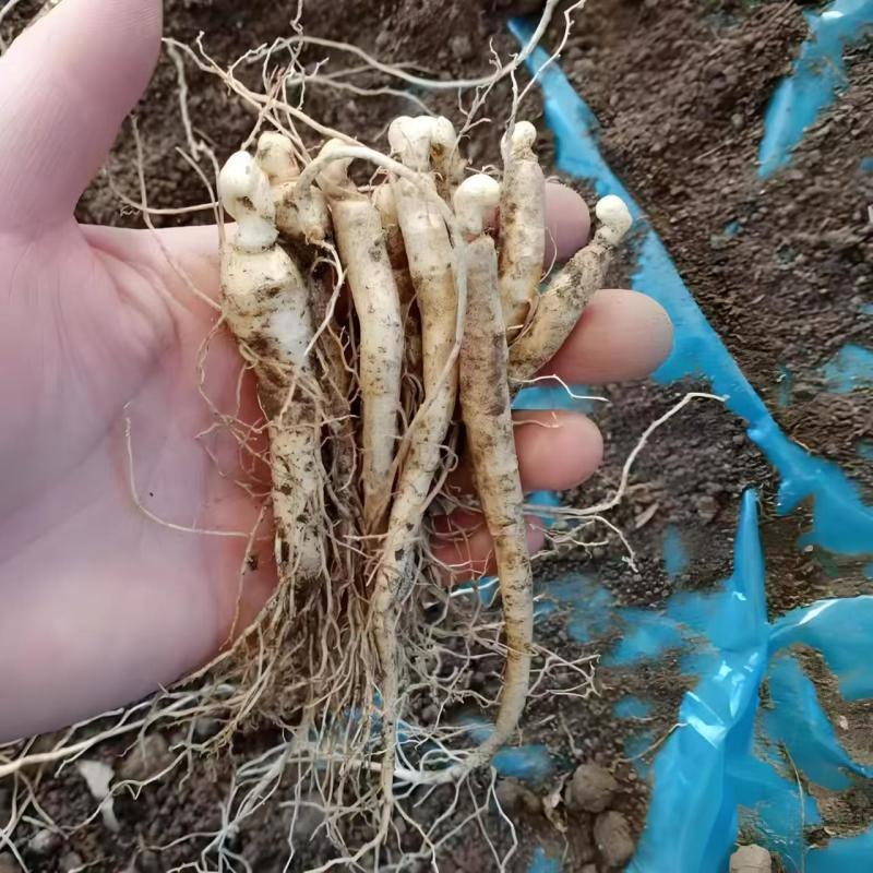 长白山人参苗盆栽地栽室内室外人参栽可食用人参种苗当年开花