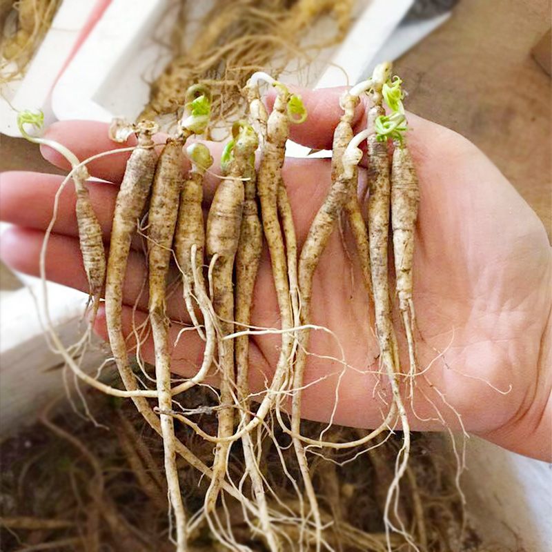 长白山人参苗盆栽地栽室内室外人参栽可食用人参种苗当年开花