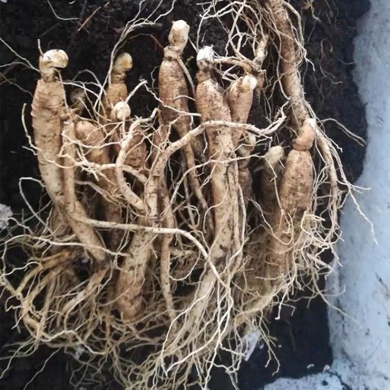 长白山人参苗盆栽地栽室内室外人参栽可食用人参种苗当年开花