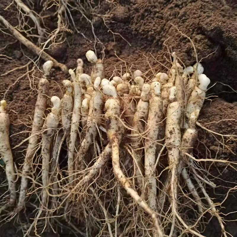长白山人参苗盆栽地栽室内室外人参栽可食用人参种苗当年开花