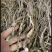 长白山人参苗盆栽地栽室内室外人参栽可食用人参种苗当年开花