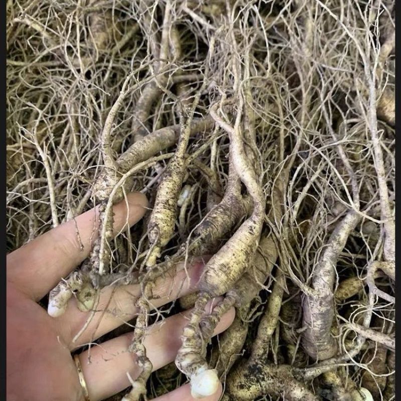 长白山人参苗盆栽地栽室内室外人参栽可食用人参种苗当年开花