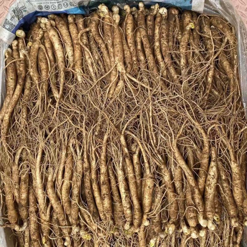 长白山人参苗盆栽地栽室内室外人参栽可食用人参种苗当年开花