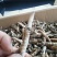 虫草货源充足长期供货欢迎电话咨询订购
