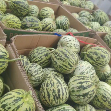 头茬脆甜产地直发