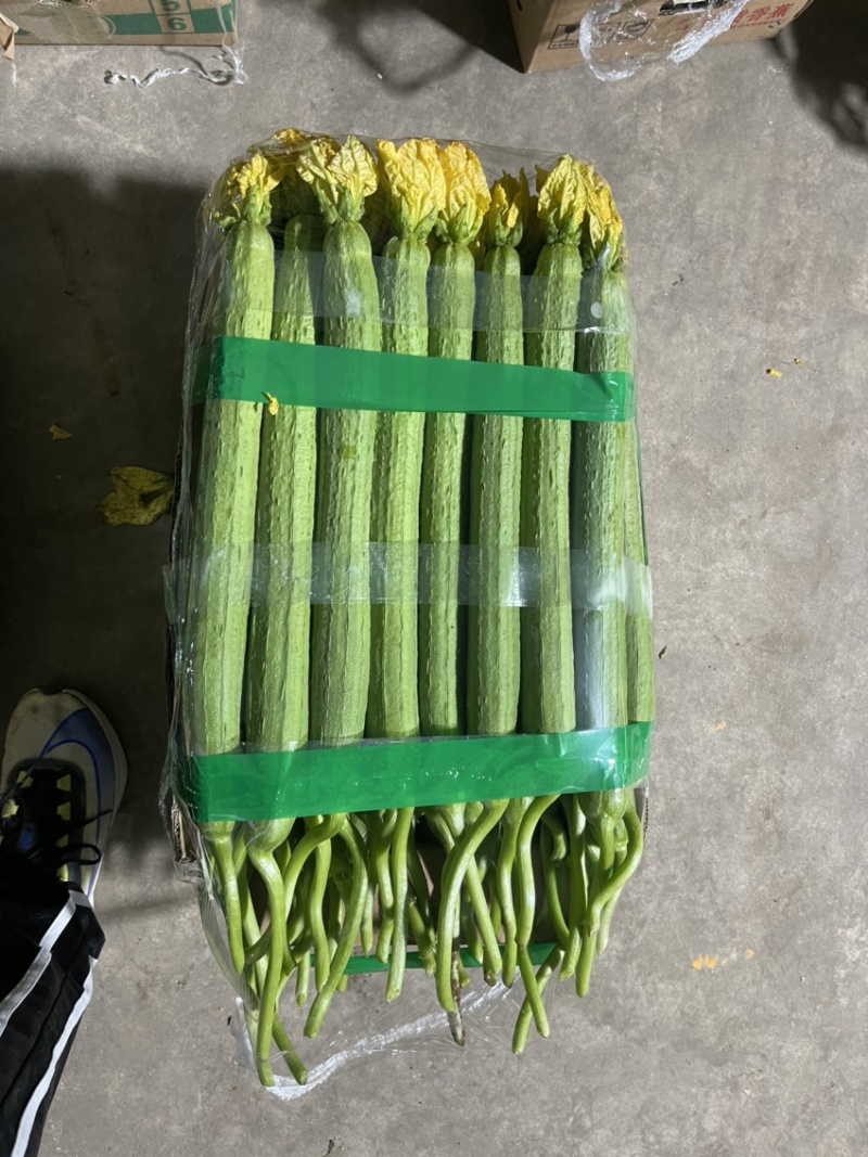 连云港鲜花丝瓜绿皮长丝瓜产地直销优质产品