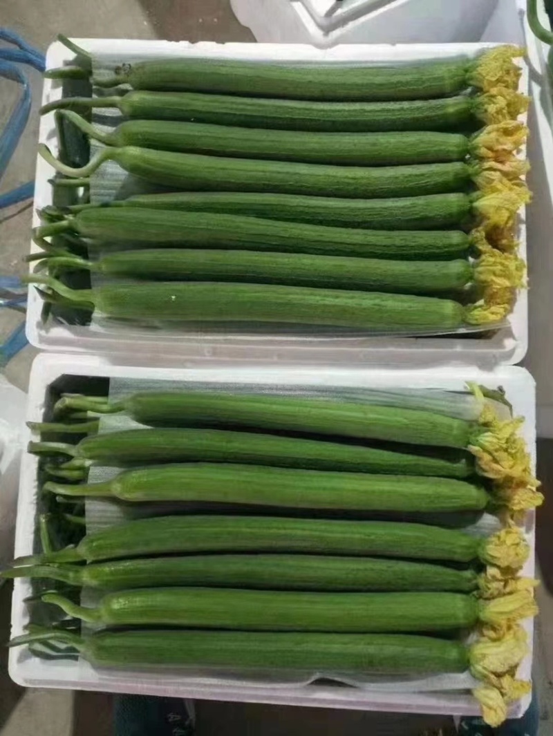 连云港鲜花丝瓜绿皮长丝瓜产地直销优质产品